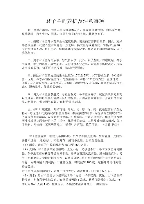 君子兰的养护及注意事项