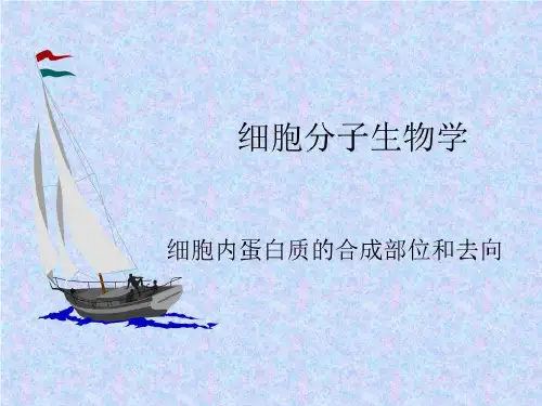 《细胞分子生物学》PPT课件