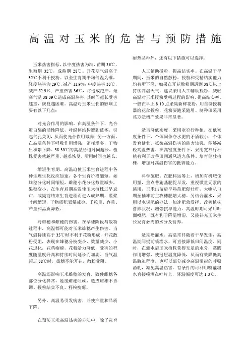 高温对玉米的危害与预防措施