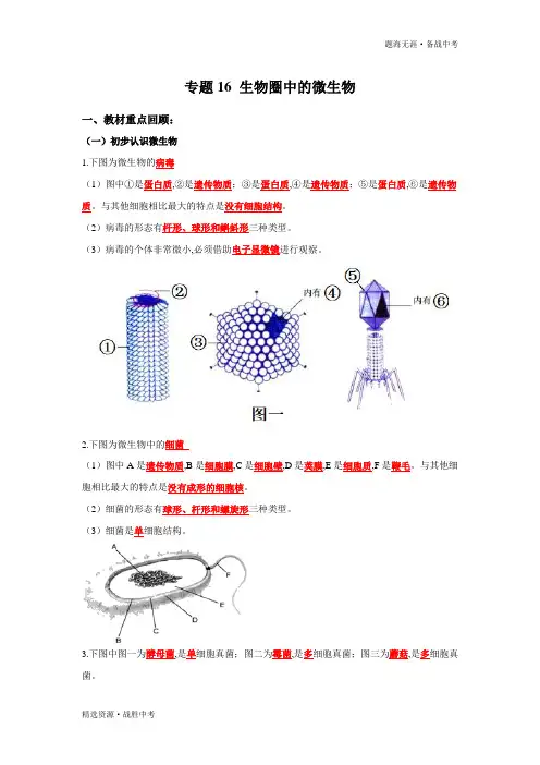2020年中考生物-生物圈中的微生物(教师版)[考点突破]
