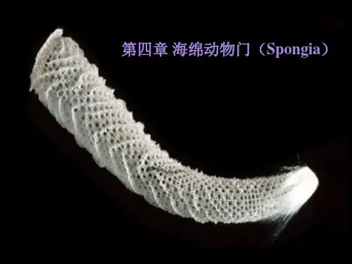 海绵动物