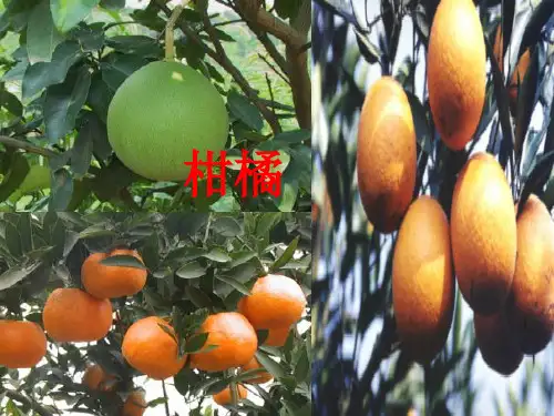 柑橘特点实用PPT文档