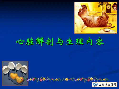 心脏解剖与心脏电生理基础参考幻灯片