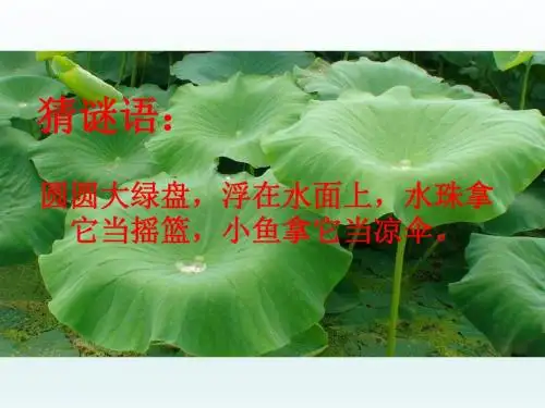 部编版一年级下册语文《荷叶圆圆》公开课精品教学课件