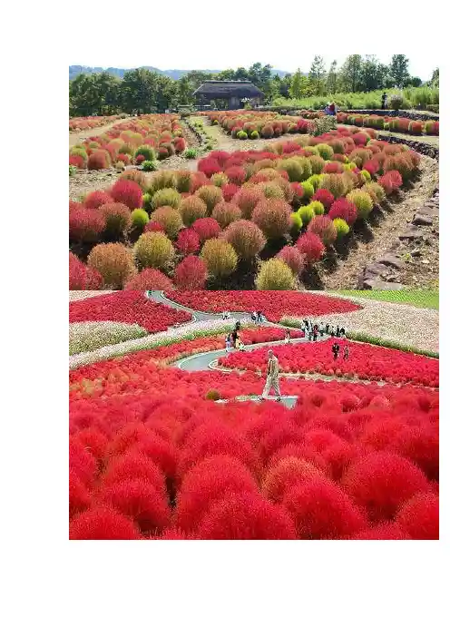 红色地肤