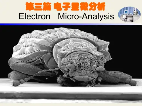 电子显微分析