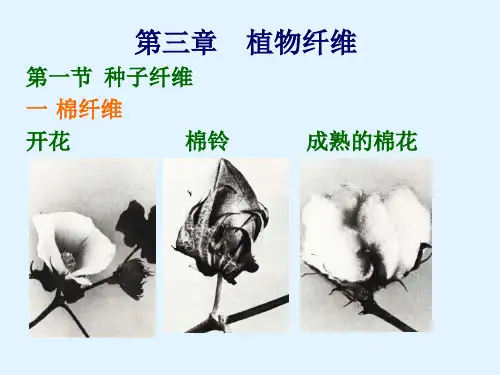 植物纤维
