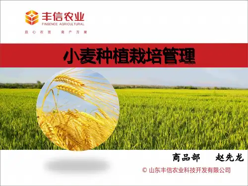 小麦栽培种植管理技术