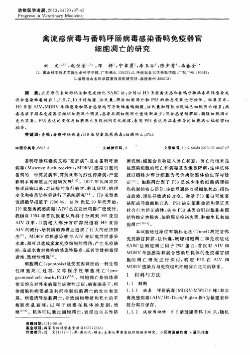 禽流感病毒与番鸭呼肠病毒感染番鸭免疫器官细胞凋亡的研究
