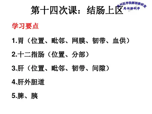 局部解剖学-结肠上区