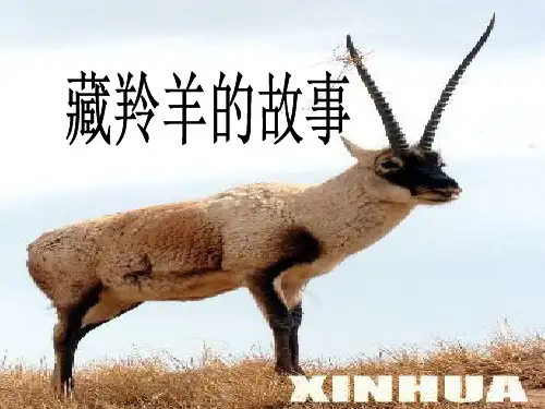 《藏羚羊的故事》西师大版五年级语文上册课件PPT文档(2篇)