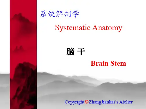 系统解剖学 脑干