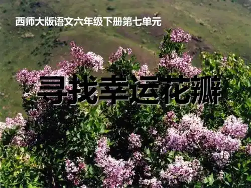 《寻找幸运花瓣》PPT课件