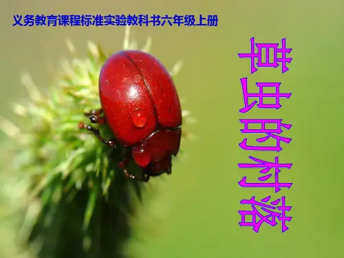 3草虫的村落-完美精品PPT课件