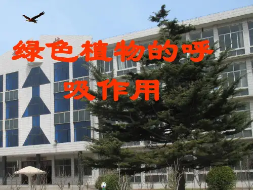 初中生物——绿色植物的呼吸作用