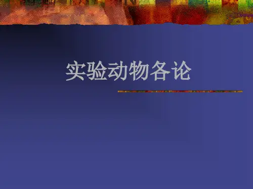 实验动物
