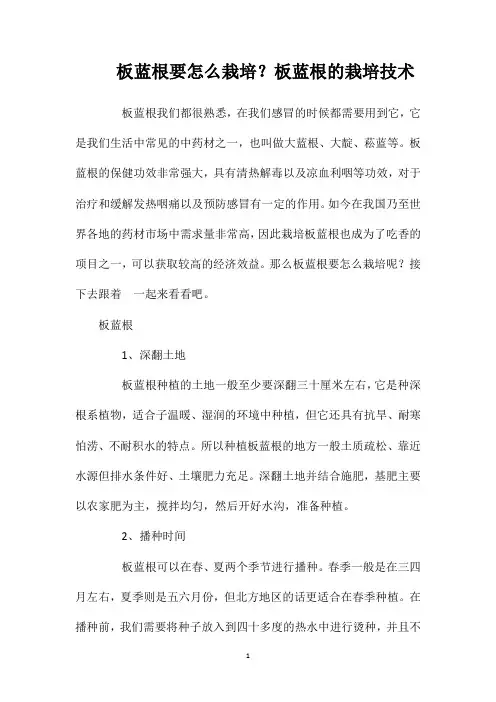 板蓝根要怎么栽培？板蓝根的栽培技术