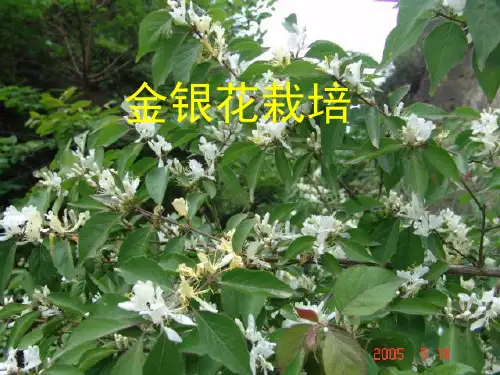 金银花2010-12-15