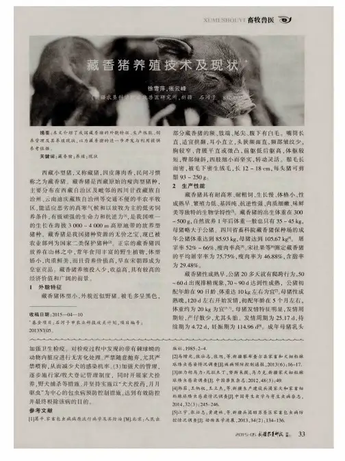 藏香猪养殖技术及现状