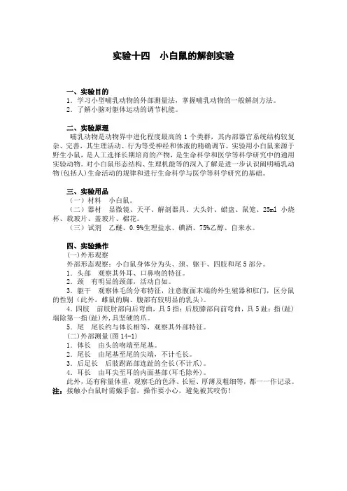 实验14小白鼠的解剖_基础生物学实验(安徽大学研究生复试用,生物 生命科学)