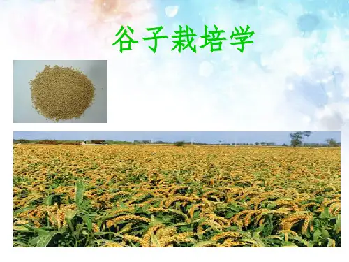 谷子栽培学