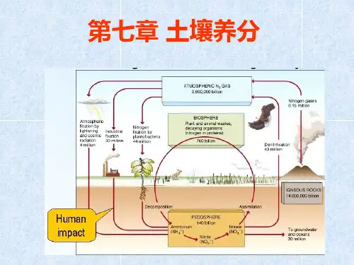 第七章土壤养分循环