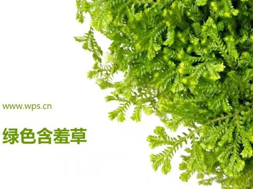绿色含羞草