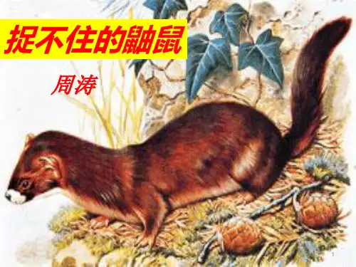 506传-捉不住的鼬鼠
