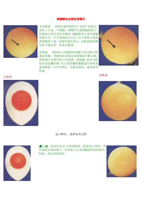 鸡蛋孵化进程图-图文显示