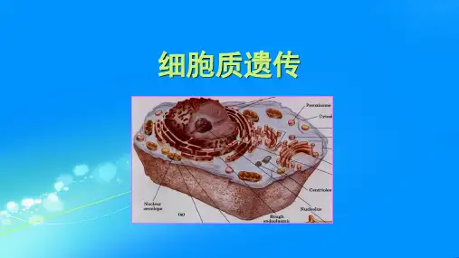 生物遗传学细胞质遗传PPT教学课件
