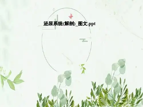 泌尿系统(解剖)_图文