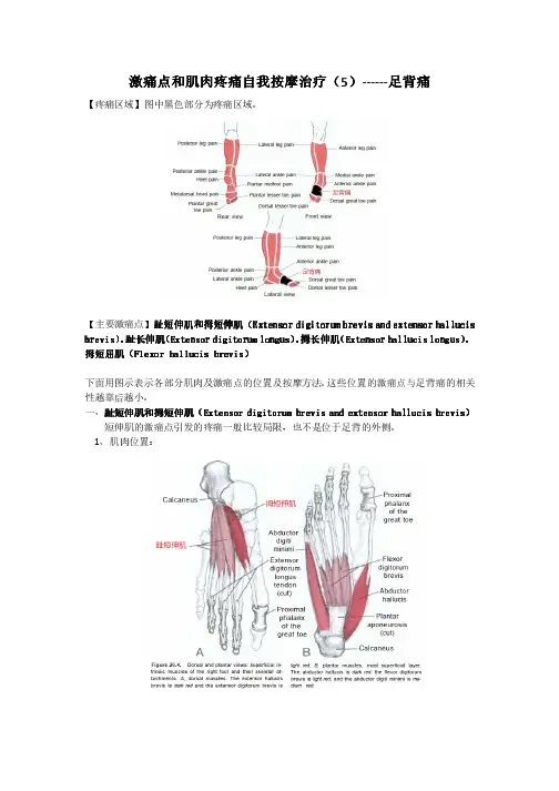 激痛点和肌肉疼痛自我按摩治疗(5)——足背痛