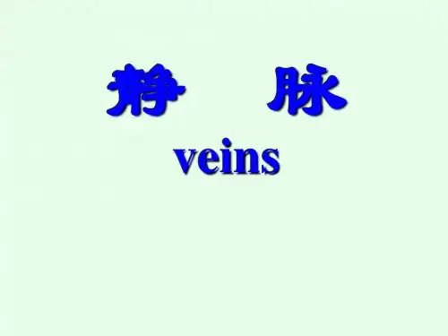 11静脉,淋巴