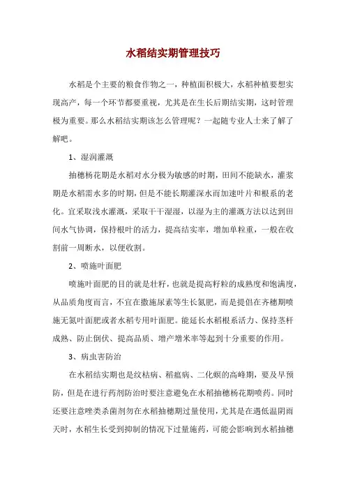 水稻结实期管理技巧