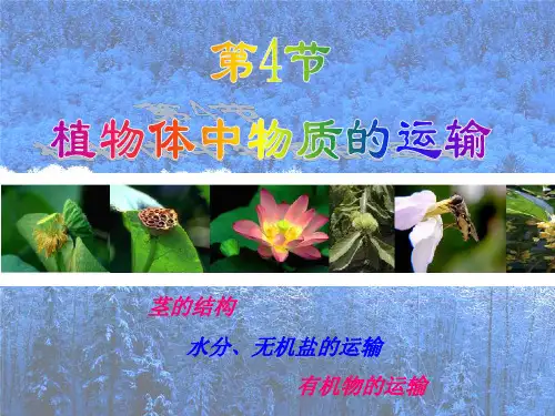 植物体中物质的运输