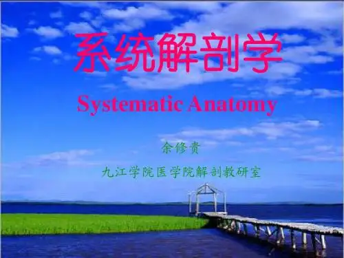 9附肢骨连结