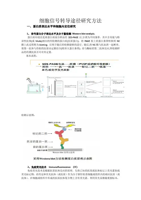 细胞信号转导研究方法