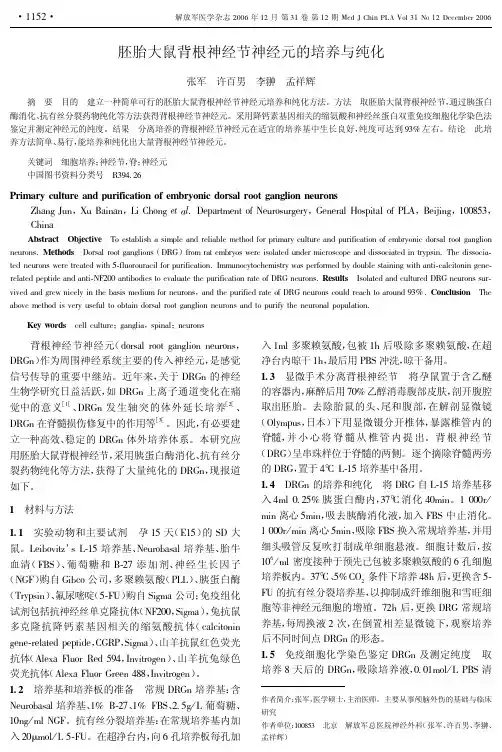 胚胎大鼠背根神经节神经元的培养与纯化