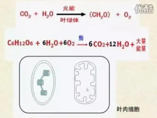 光合作用补充题