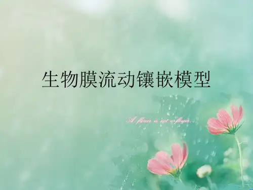生物膜的流动镶嵌模型