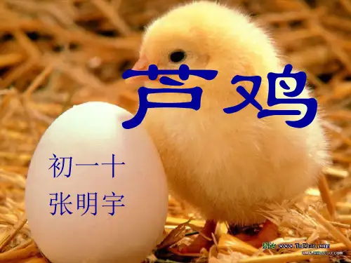 《芦鸡》课件