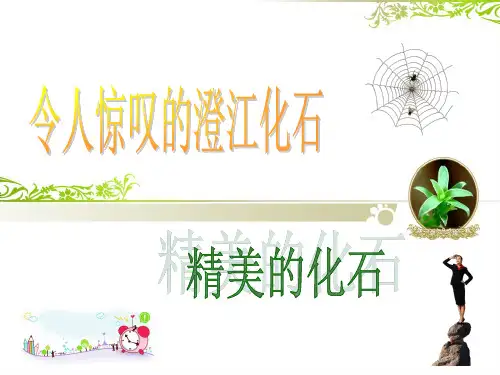 《精美的化石》课件