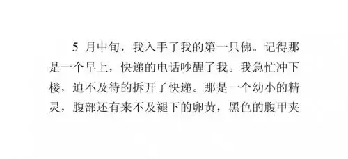 我的爱龟饲养心得,献给喜欢爱龟的新手们——By血染的帝路