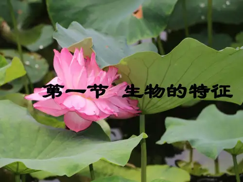 第一节生物的特征PPT课件