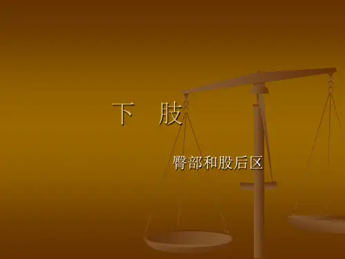 【局部解刨学课件】.下肢(三)臀区和股后区