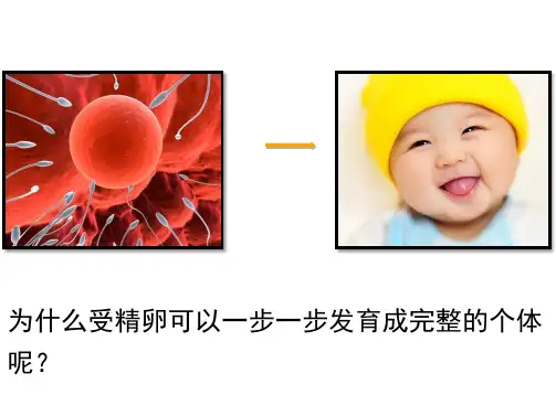 细胞的分化一轮复习