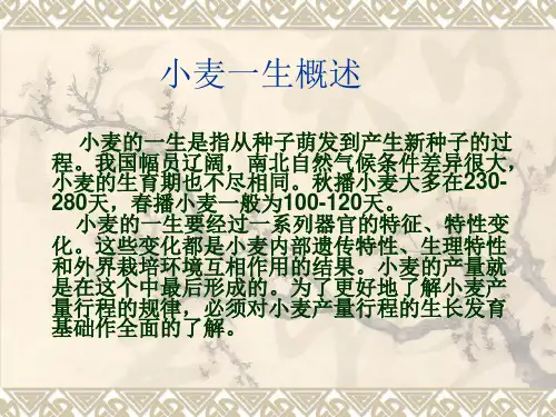 小麦植保(病虫)解决方案 共40页