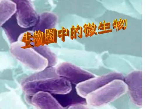 济南版初中生物七年级上册课件 2.3 生物圈中的微生物(共25张PPT)
