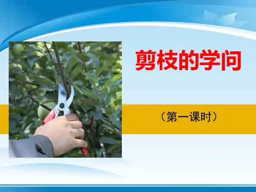 《剪枝的学问》PPT【推荐PPT课件】