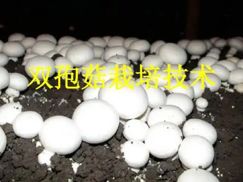 双孢菇栽培技术